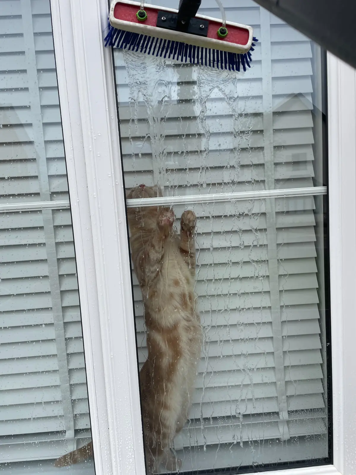 A ginger cat standing on its hind legs against the inside of a window, paws on the glass, watching the brush and running water from the outside