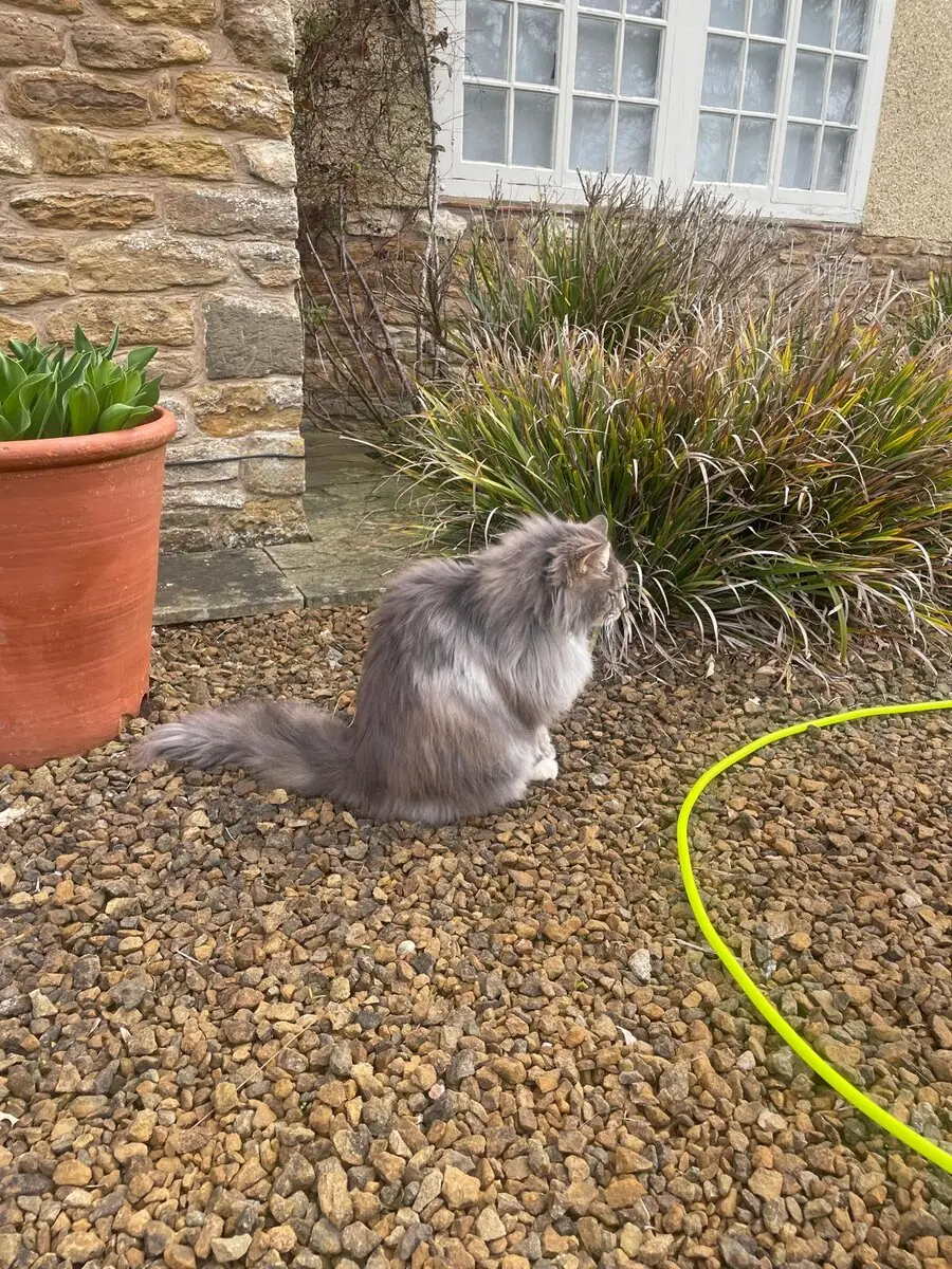 A long-haired grey and white cat sitting on gravel in a sunny garden, facing a patch of ornamental grass, with a terracotta pot and a bright green hose nearby