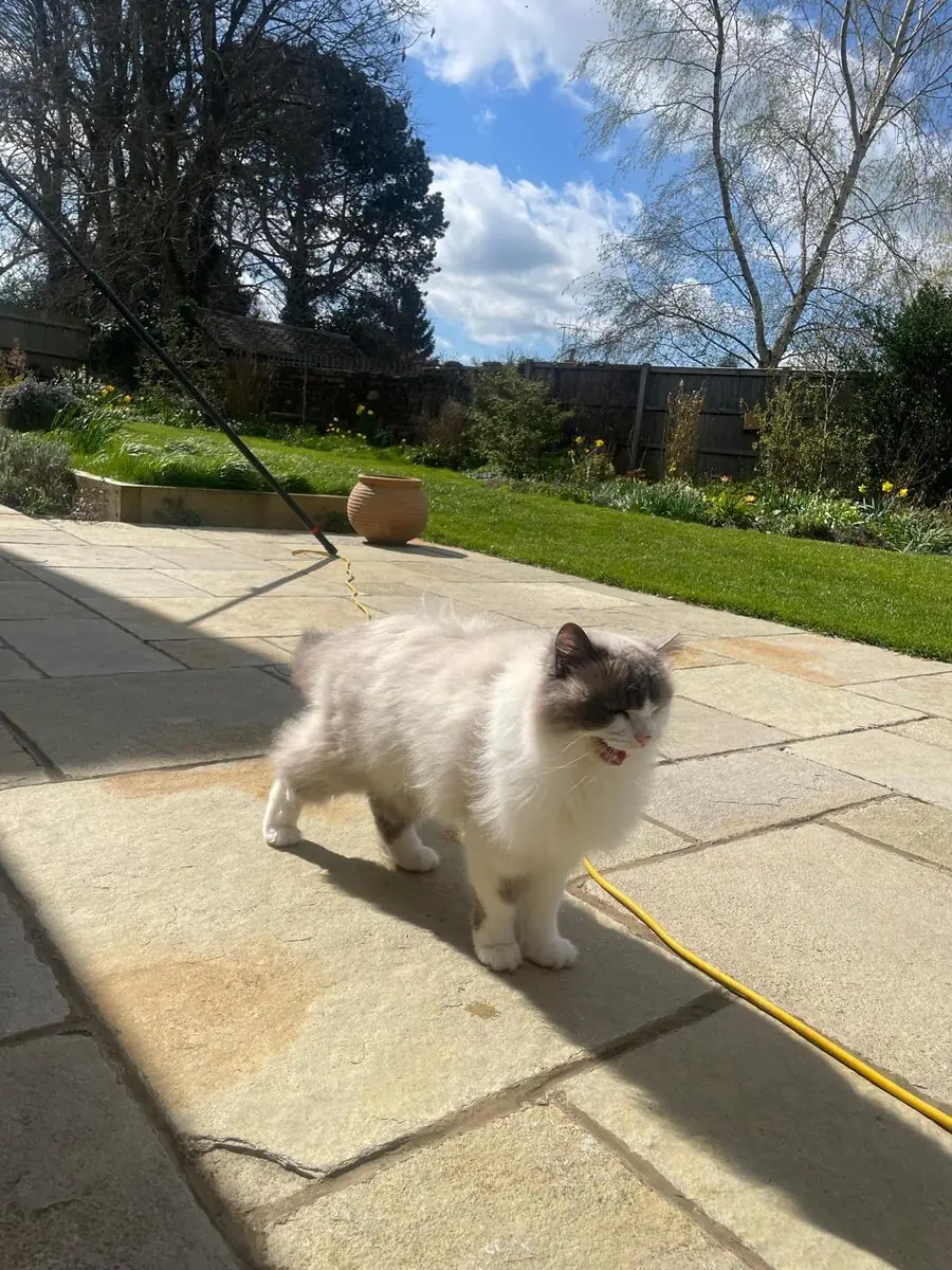 A fluffy grey and white long-haired cat on a harness, standing on a stone patio in a sunny garden, mid-meow