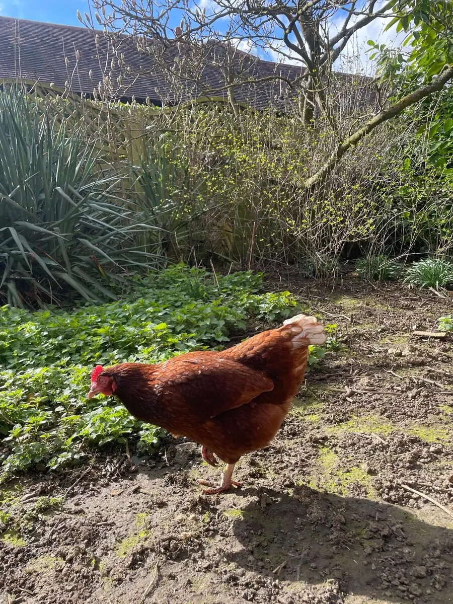 A reddish-brown hen with a bright red comb standing on one leg in a muddy garden patch, with a spiky yucca plant and green groundcover behind her