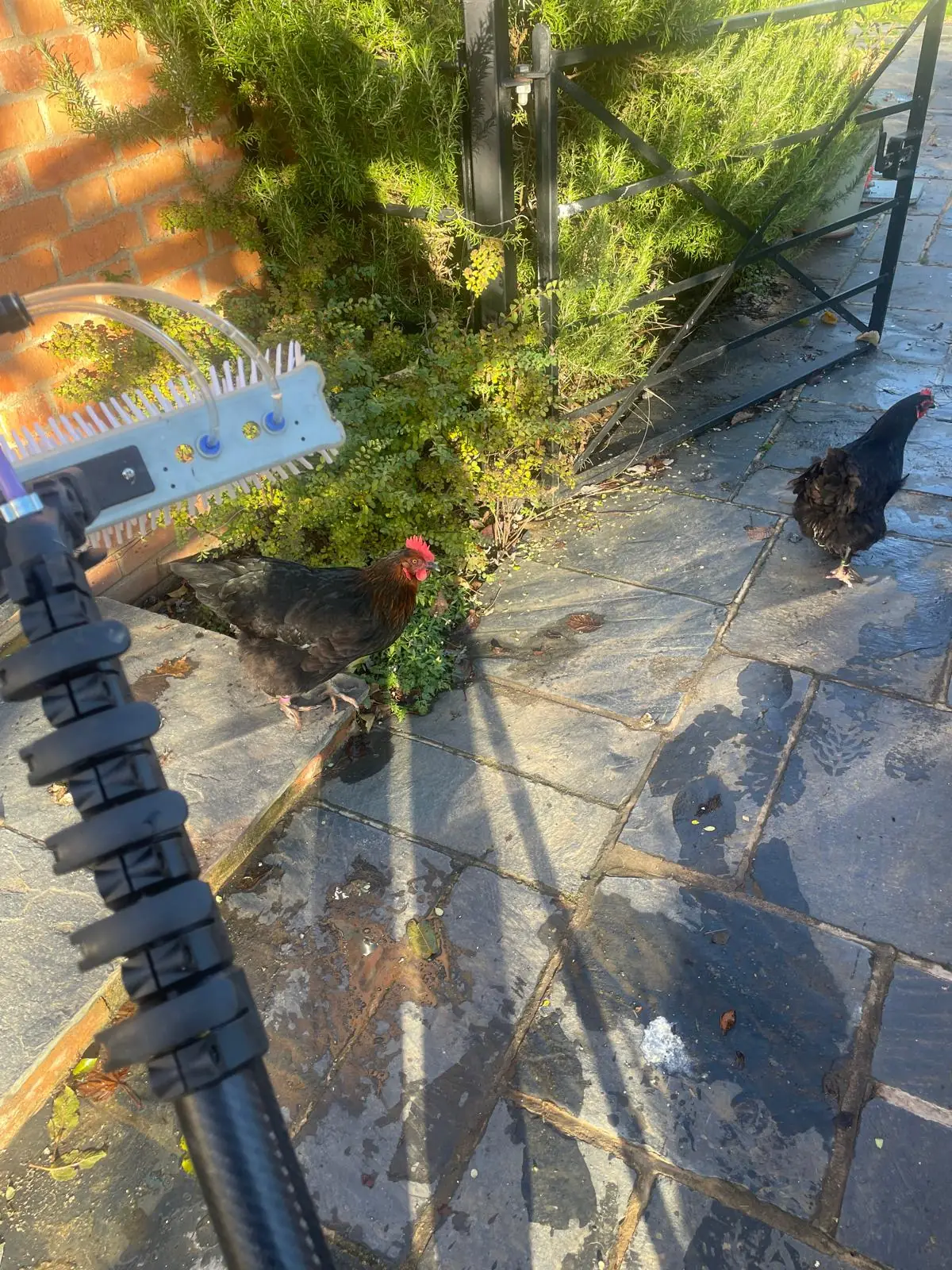 Two glossy black hens with bright red combs foraging on a sunny patio next to a green shrub and a brick wall