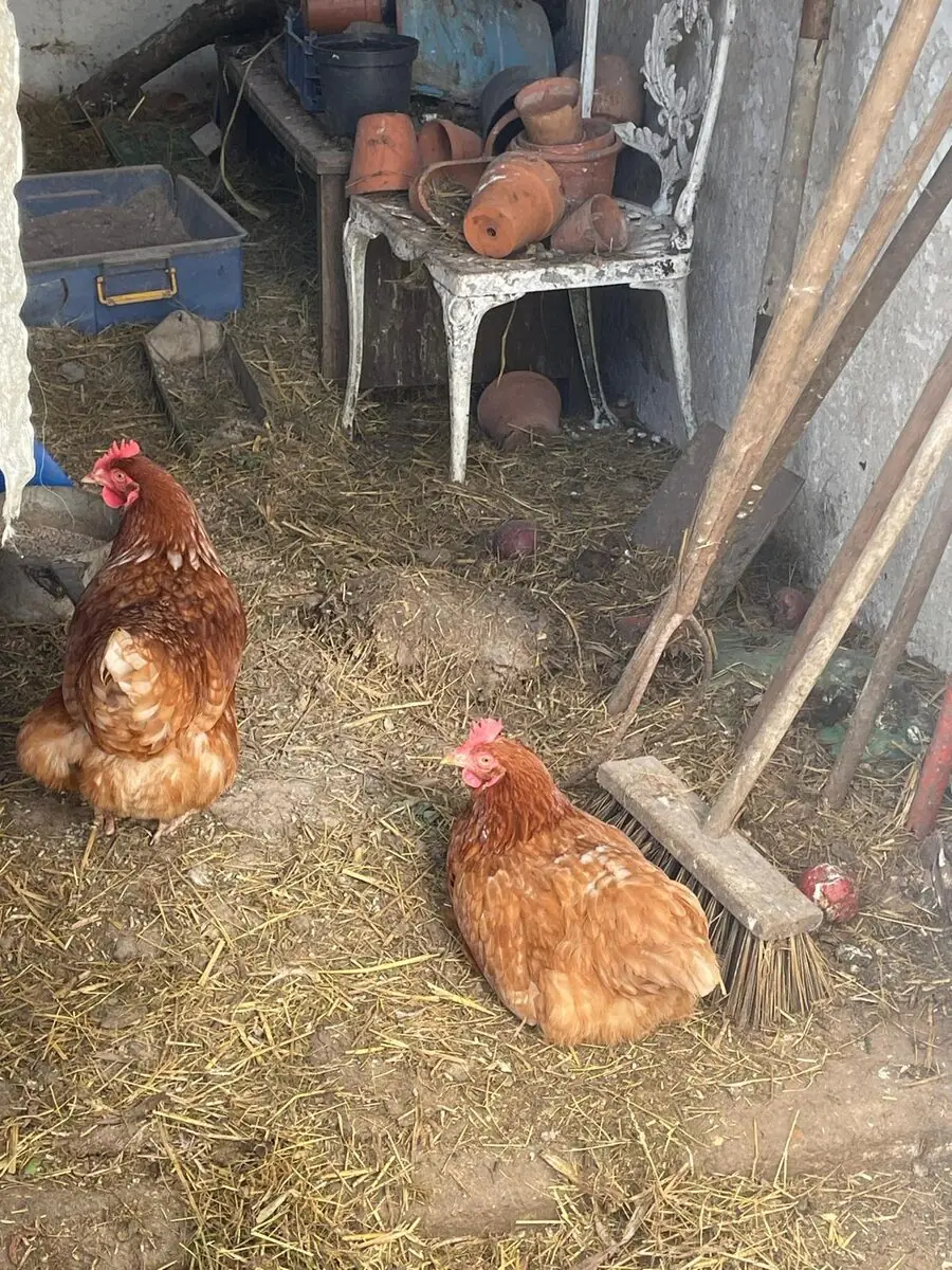Two reddish-brown hens in a rustic coop with terracotta pots and a wooden broom in the background, one standing and one settled on the straw