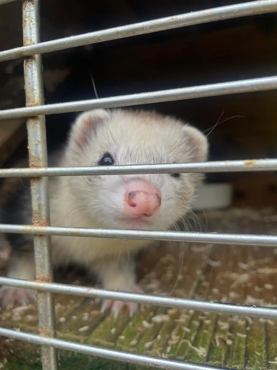 A cream-coloured ferret with a pink nose pressing its face right up to the horizontal metal bars of its cage, looking straight at the camera