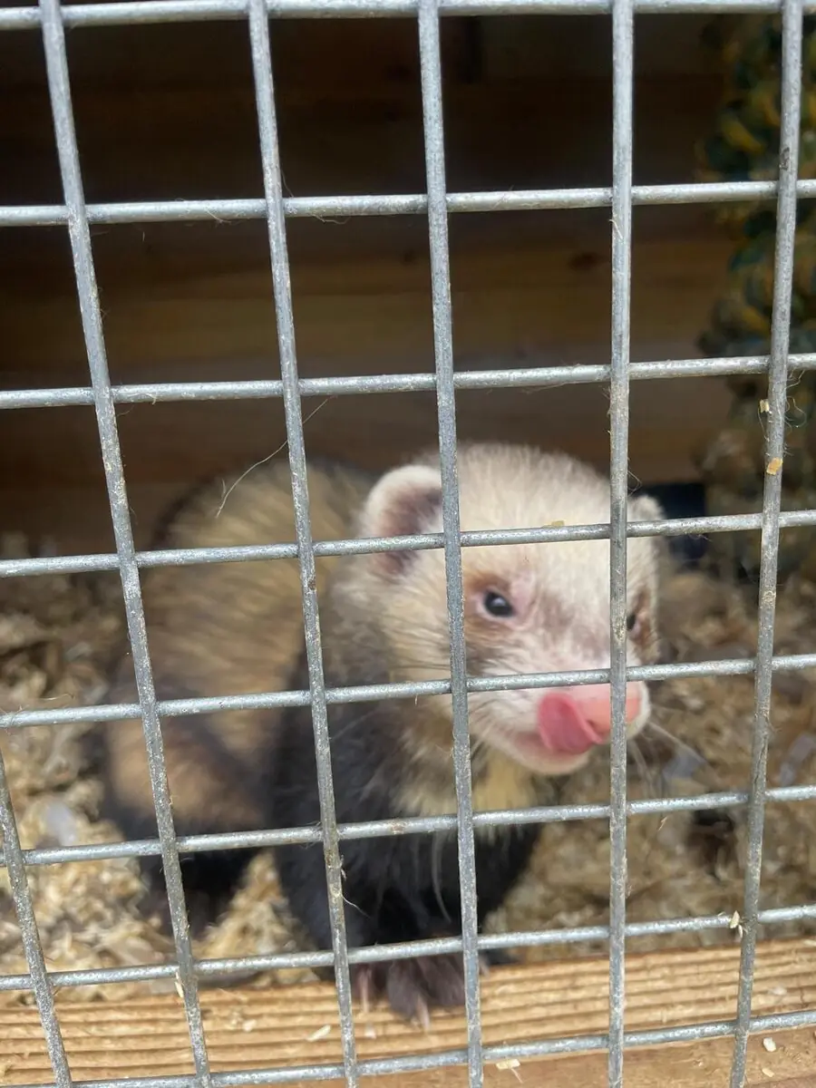 A sable ferret with its tongue out, looking through wire mesh from inside a wooden hutch