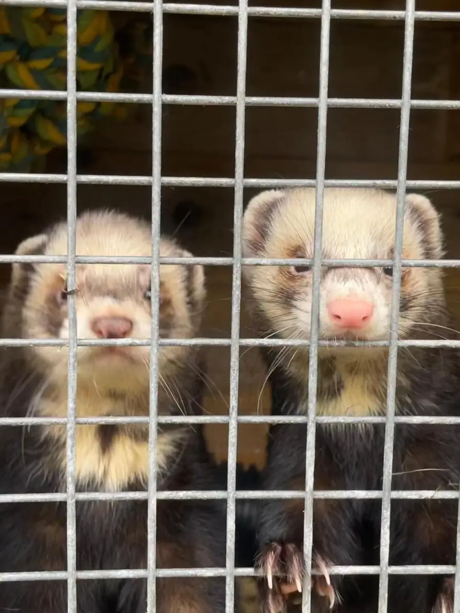 Two ferrets with cream facial markings and dark fur peering out from behind a wire mesh screen in a wooden enclosure