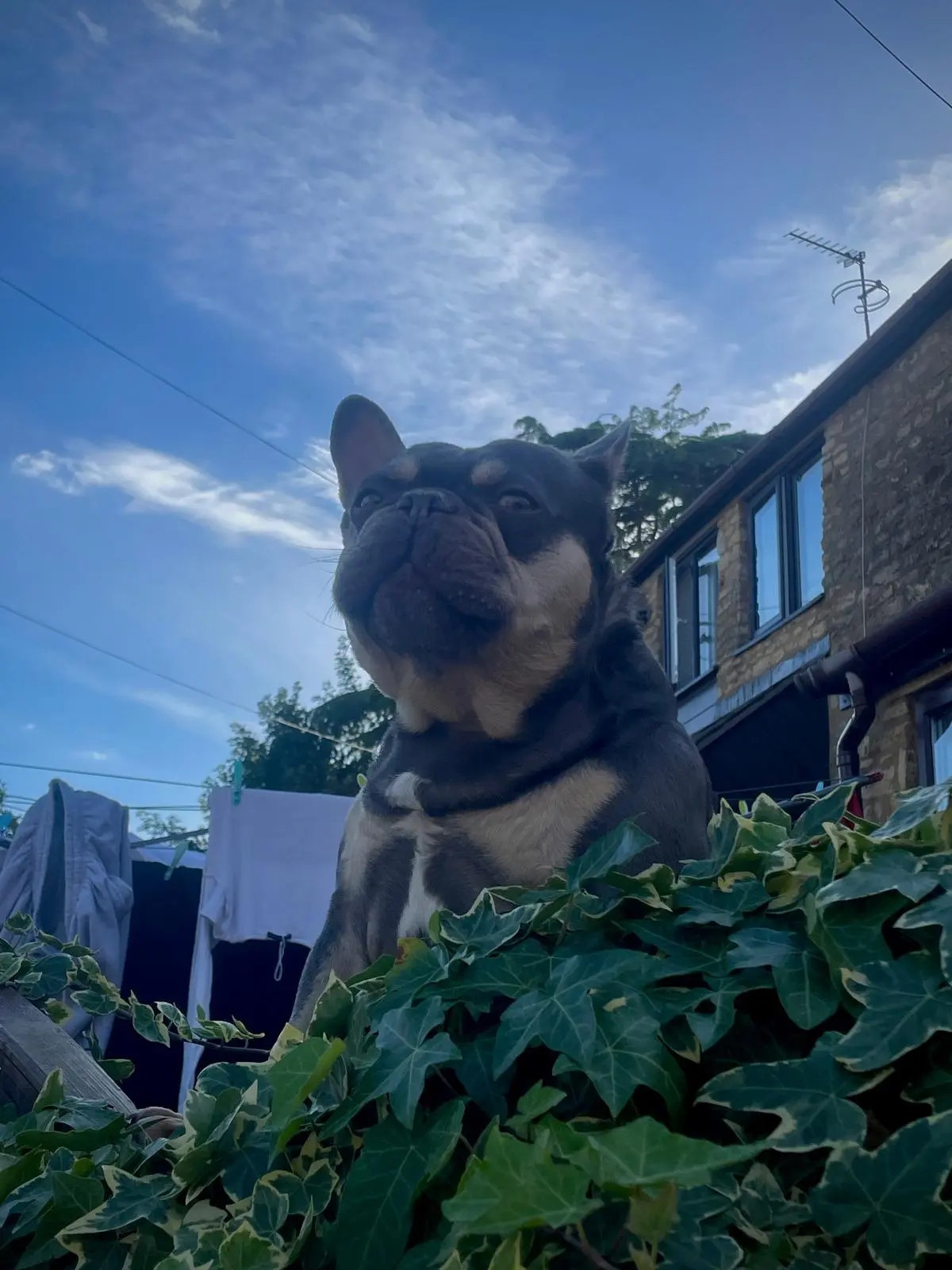 A tan-and-black French Bulldog sitting proudly behind an ivy hedge, chin up, against a blue sky