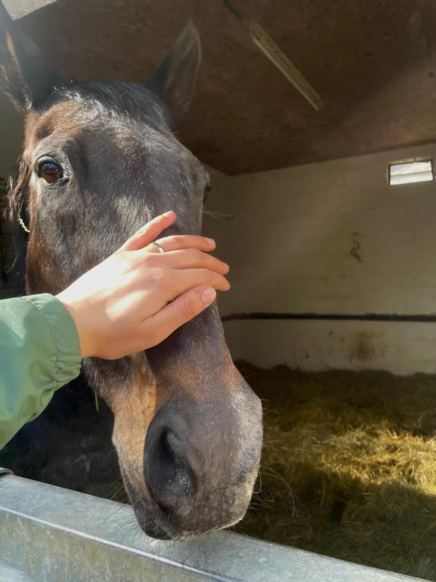 A close-up of a dark brown horse's head inside a stable, with a person's hand resting gently on its muzzle, warm sunlight on the horse's eye