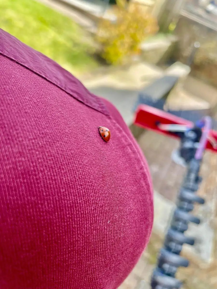A small red ladybird with black spots perched on a maroon hoodie, with a tripod and sunny garden visible behind