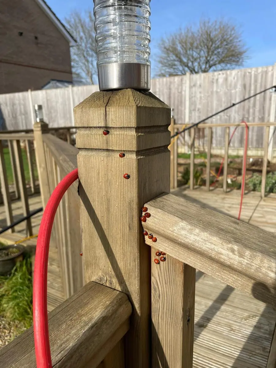 A cluster of ladybirds gathered on a wooden deck post next to a water-fed pole