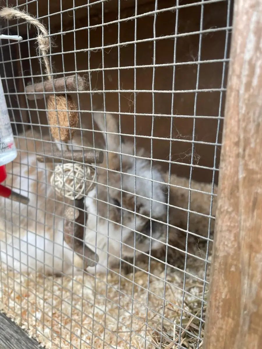 A fluffy white and tan rabbit resting inside a wooden hutch behind a wire mesh front, with a coconut nibble toy and woven willow ball hanging in the enclosure