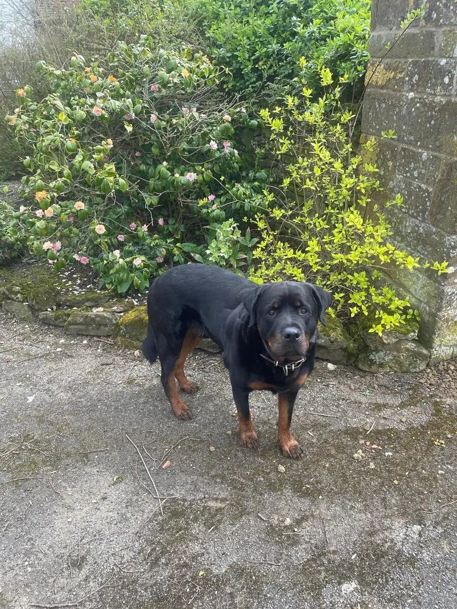 A Rottweiler standing on a gravel path in front of a flowering shrub and a stone wall, head turned to face the camera