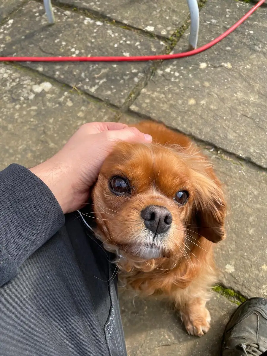 A close-up of a reddish-brown Cavalier King Charles Spaniel being gently stroked by a person's hand