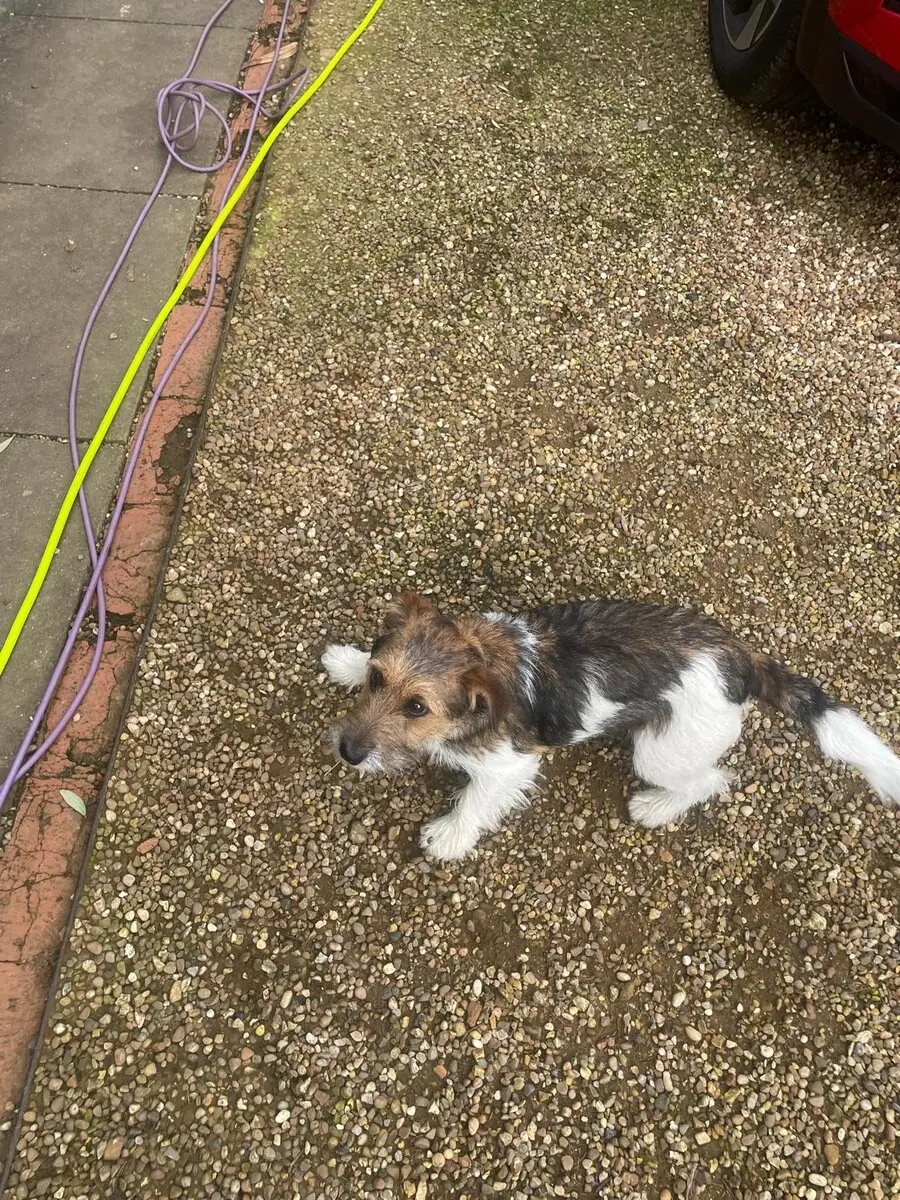 A scruffy tri-coloured terrier mix with brown, black and white fur standing on a path, looking up at the camera