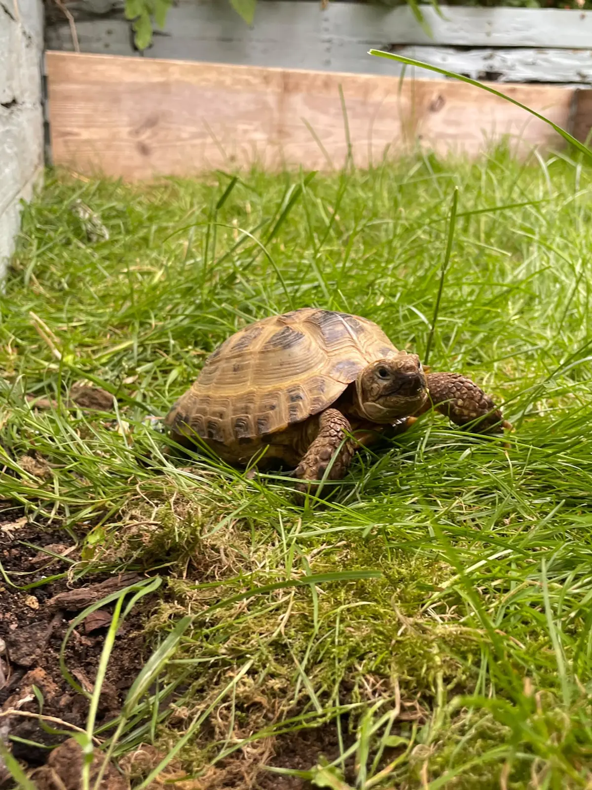 A tortoise walking across the grass in a garden, next to a raised bed