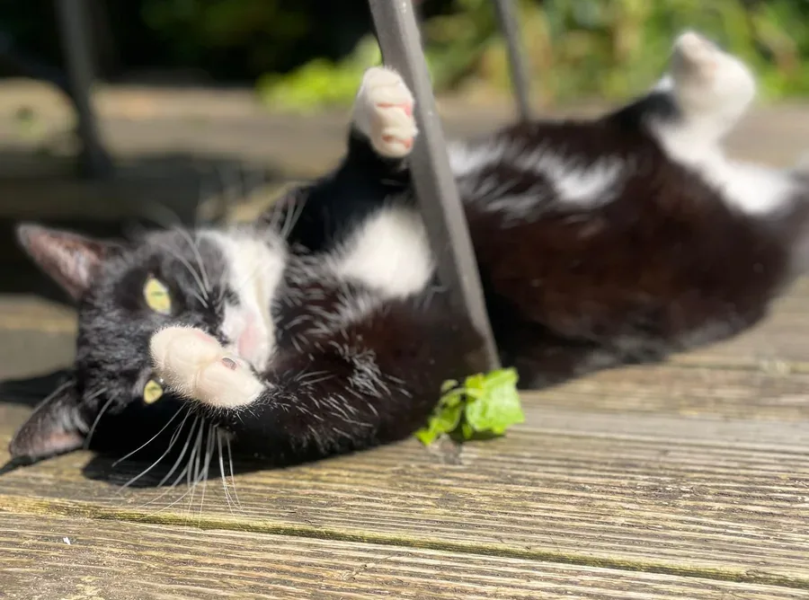 The same tuxedo cat lying on its back on warm wooden decking, playing in the sunshine