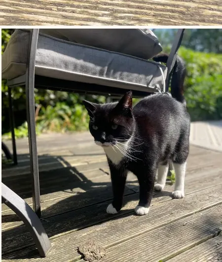 The same tuxedo cat walking across the decking past a patio chair