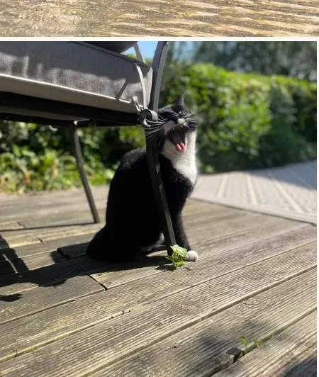 A black-and-white tuxedo cat sitting under a patio chair on sunny decking, caught mid-yawn with its mouth wide open